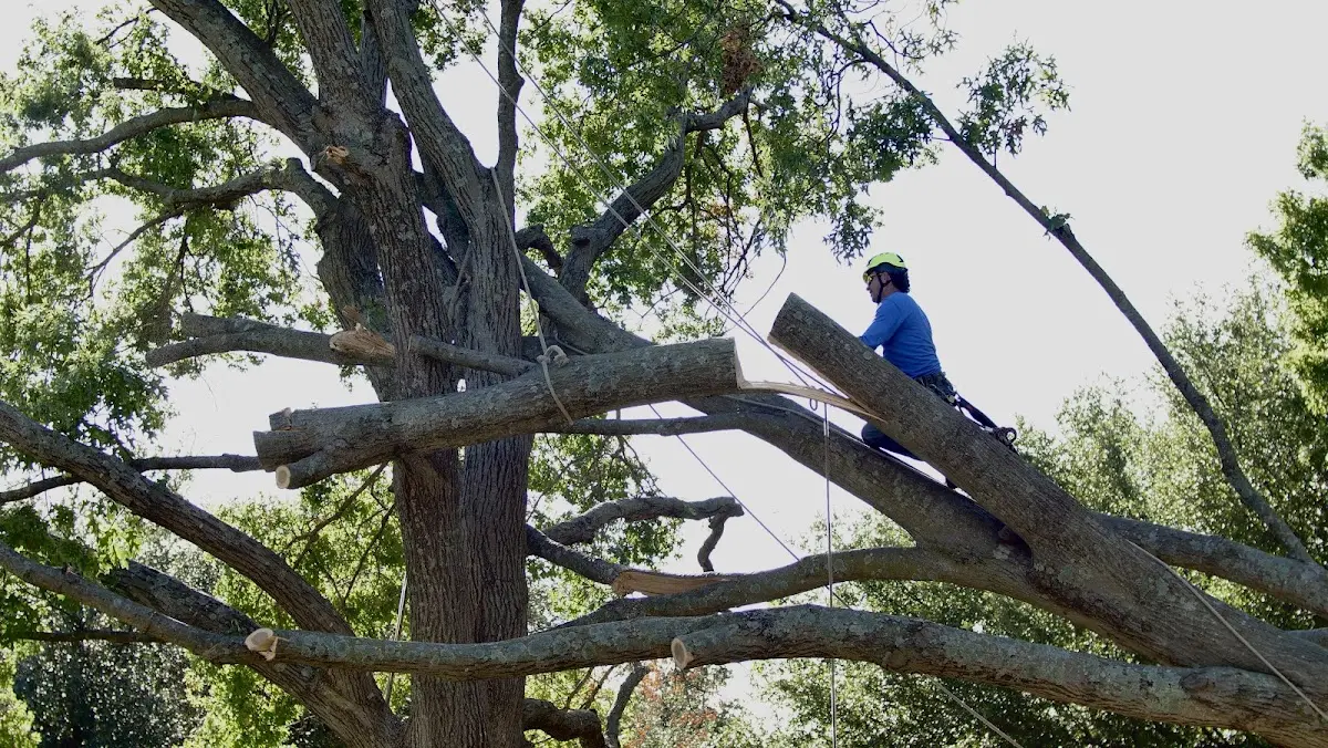 Professional Crown Thinning performed by certified arborists in Granby