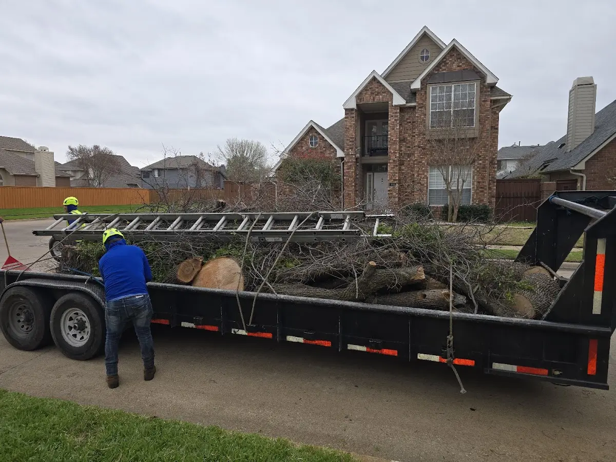 Expert Tree Pest Control with proper safety equipment in Granby